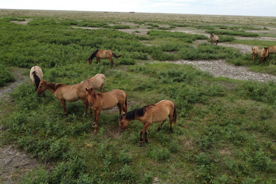 Вовлечь в оборот 7,5 млн га сельхозземель к середине 2026 года поручил Токаев