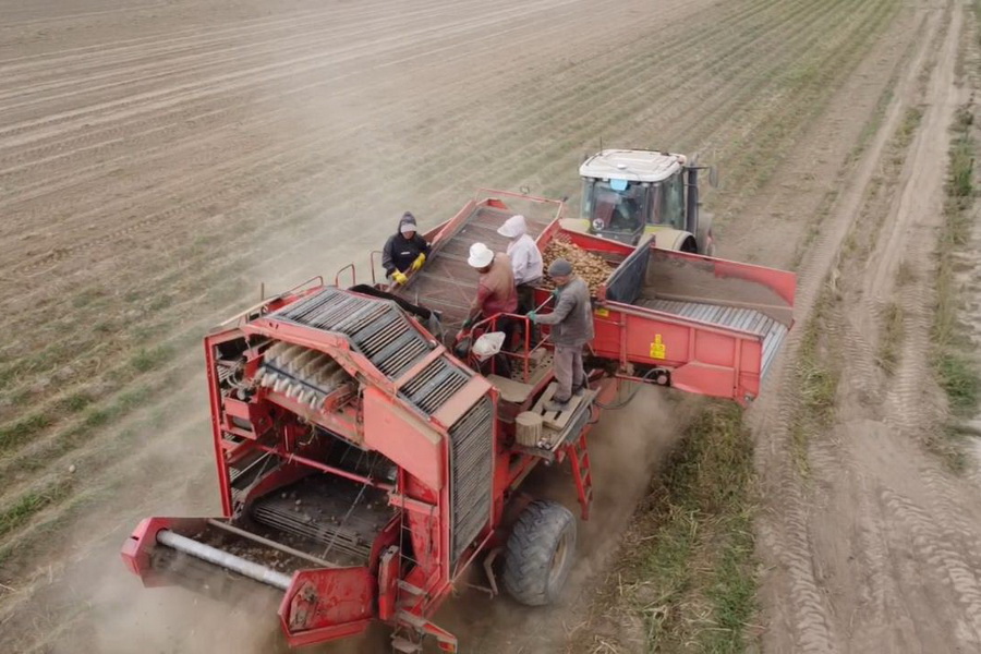 Урожай картофеля 130 тыс. тонн ожидают в области Жетысу