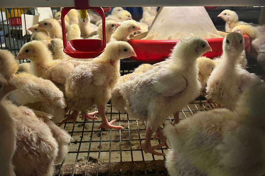 Казахстан наращивает производство мяса птицы