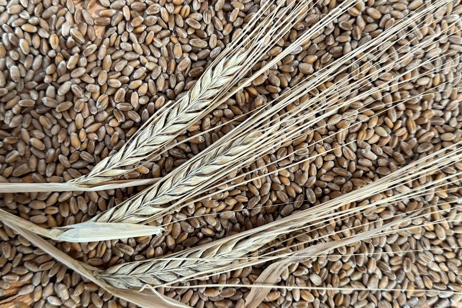 Рекордный урожай зерна ждут в Китае