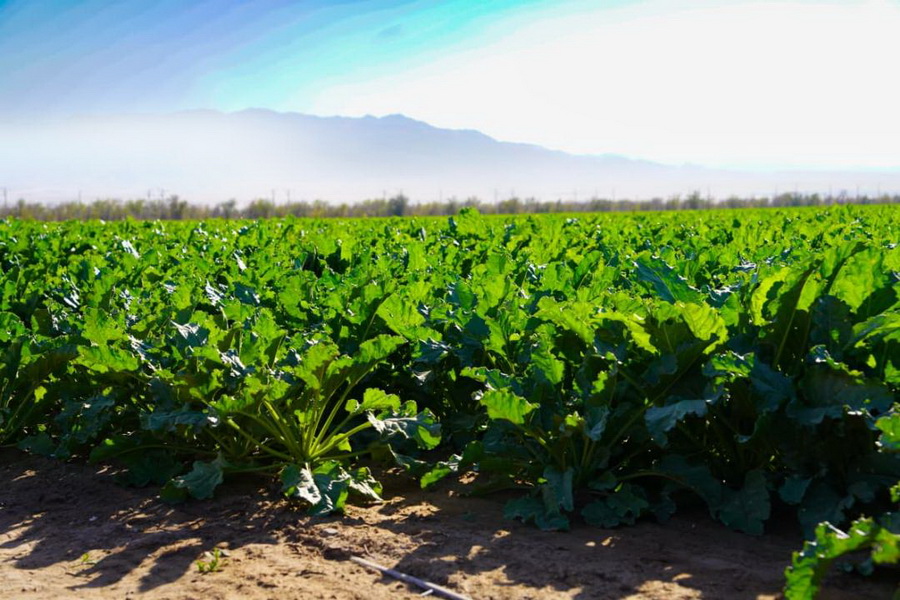 Сахарный завод мощностью 120 тыс. тонн в год строят в Жамбылской области